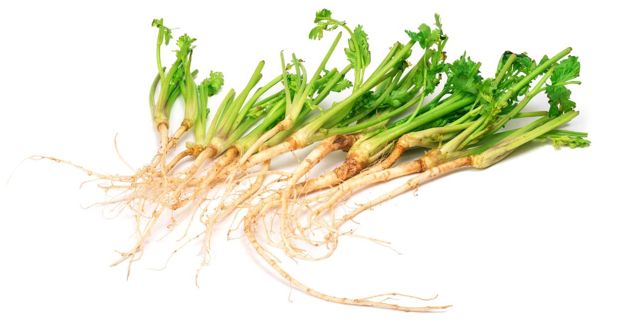 Coriander Root: A Flavorful Foundation