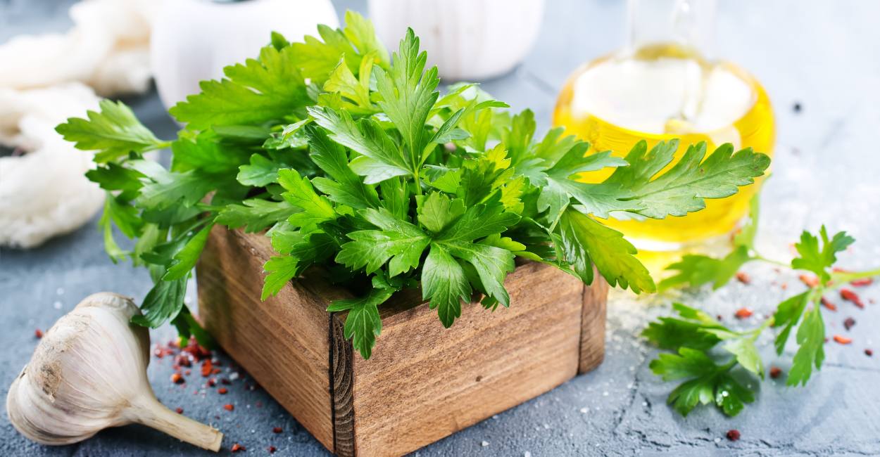 Unveiling the Culinary Charm Exploring the Wonders of Italian Parsley Spice