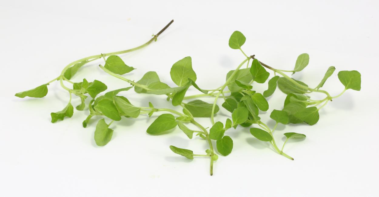 Exploring French Marjoram Spice A Comprehensive Guide