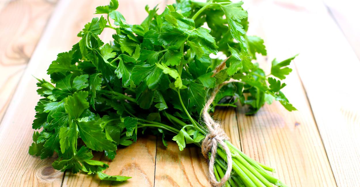 Unveiling the Essence of French Parsley Spice A Comprehensive Guide