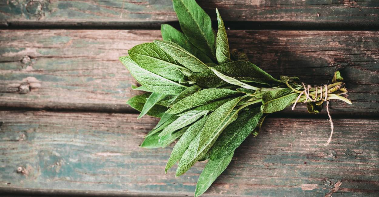Exploring American Sage The Essential Herb for Flavorful Dishes