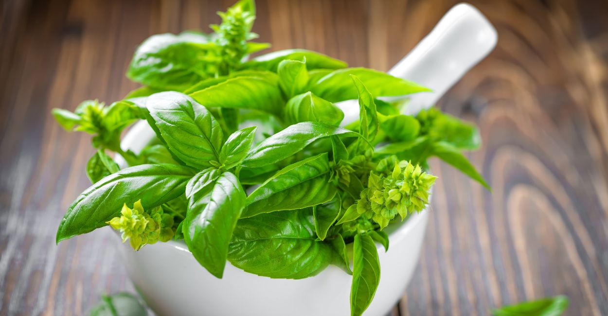 Exploring the Aromatic World of Thai Basil Spice A Culinary Guide