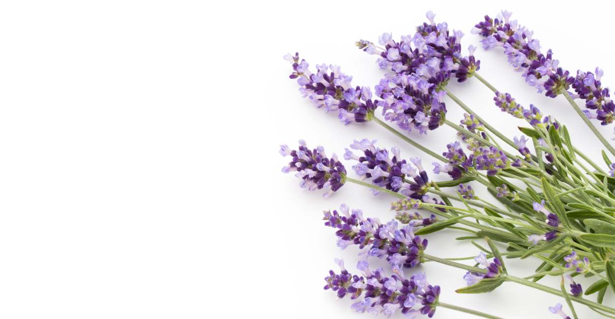 Exploring the Fragrant World of French Lavender A Culinary and Aromatic Delight