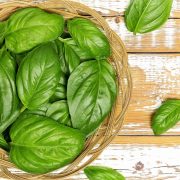 Mastering American Basil The Quintessential Herb for Fresh and Flavorful Dishes