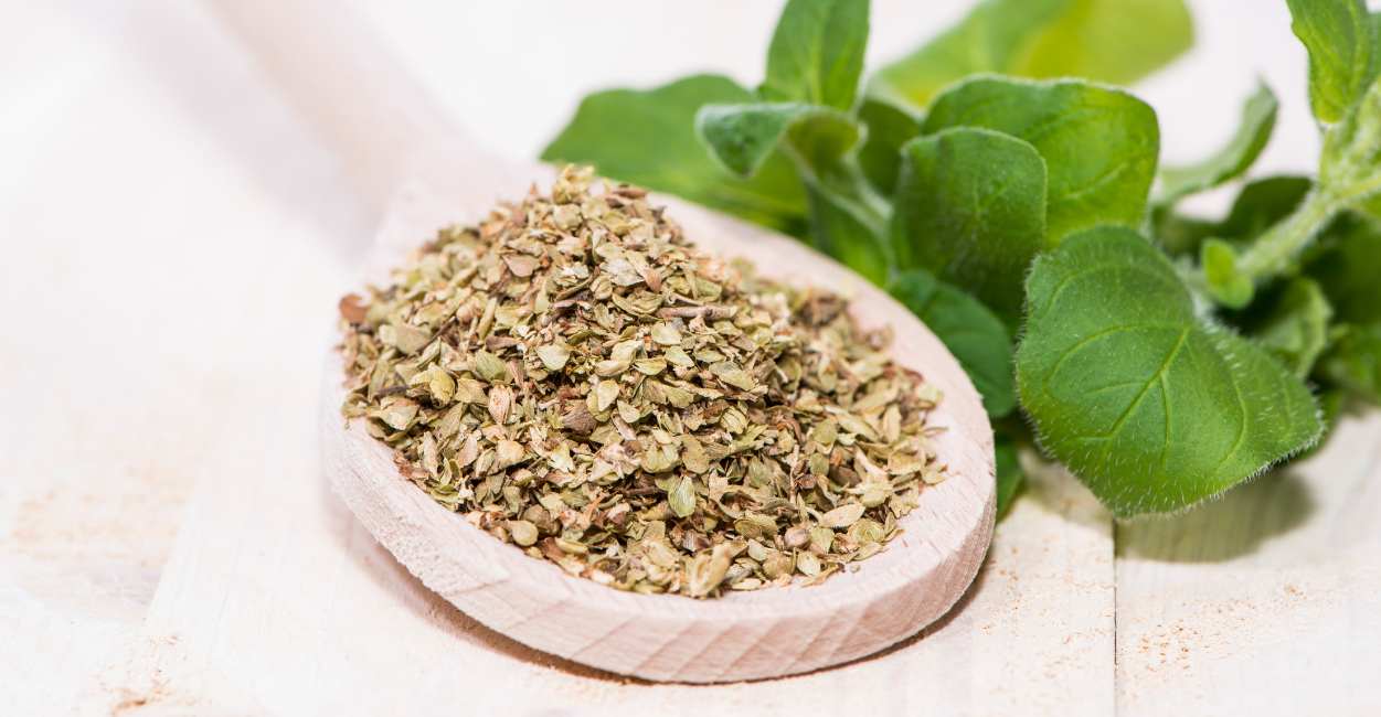 Mexican Oregano The Vibrant Herb of Authentic Southwestern Cuisine