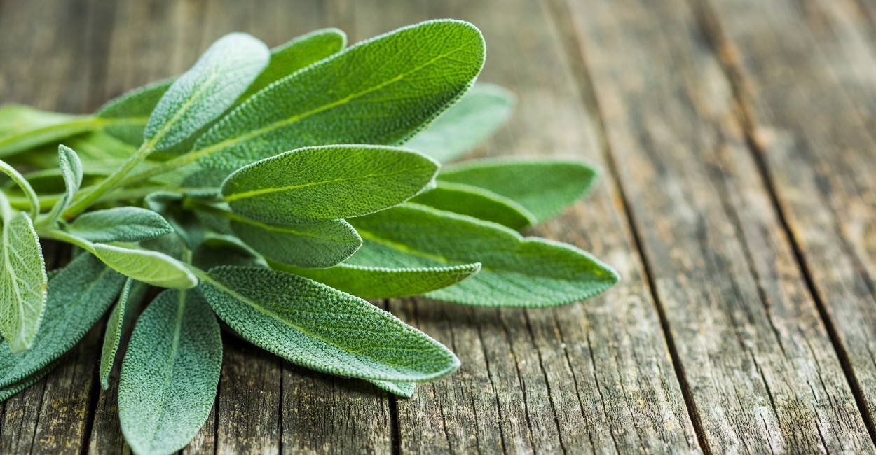 The Aromatic Elegance of French Sage A Culinary and Health Guide