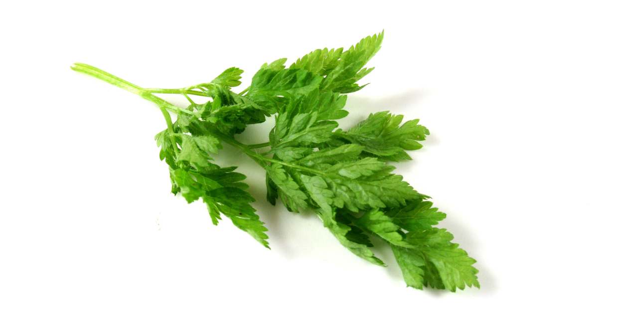 The Elegant Aromatics of French Chervil A Culinary Must-Have