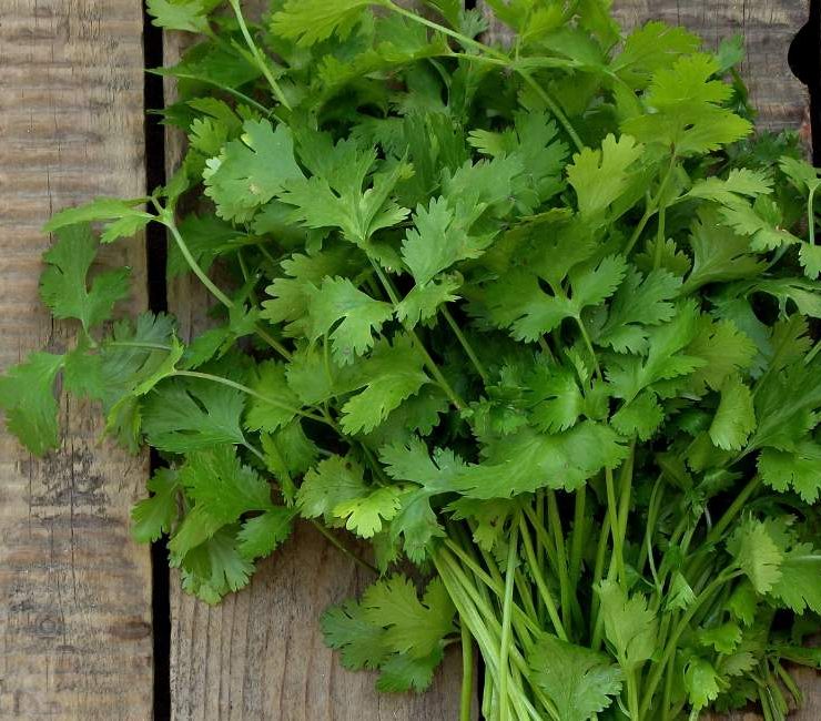 The Vibrant World of Mexican Cilantro Culinary and Health Insights