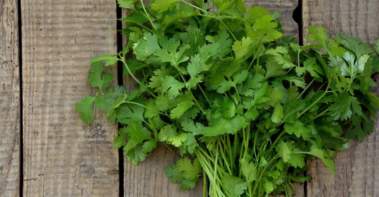The Vibrant World of Mexican Cilantro Culinary and Health Insights