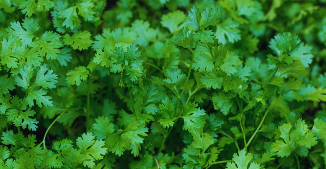 Exploring the Delightful Flavor of European Coriander Herb