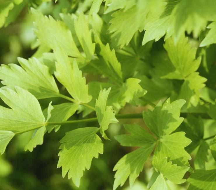 Exploring the Unique Flavor of European Lovage Herb