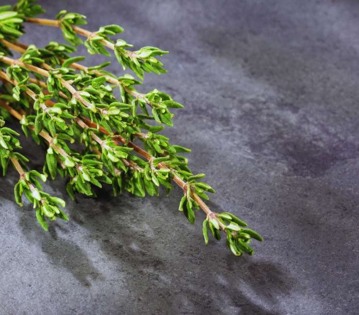 Exploring the Delights of German Thyme Herb
