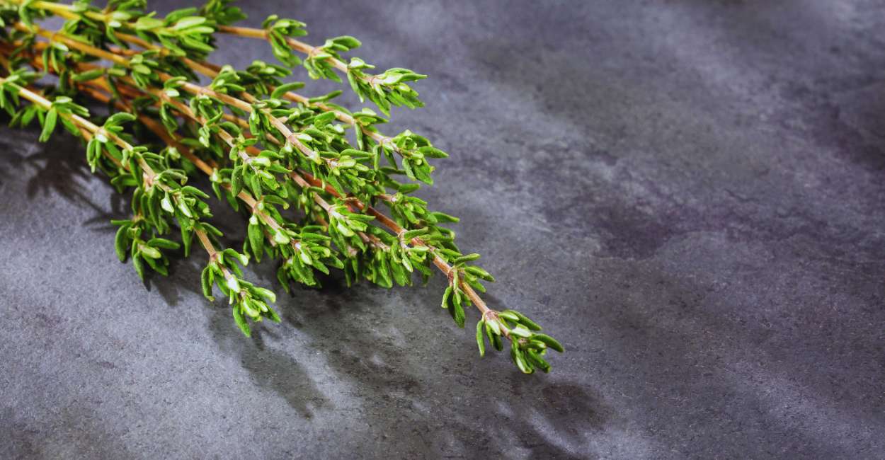 Exploring the Delights of German Thyme Herb