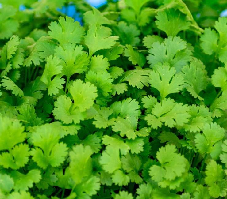 Exploring the Vibrant Flavors of Turkish Coriander Herb