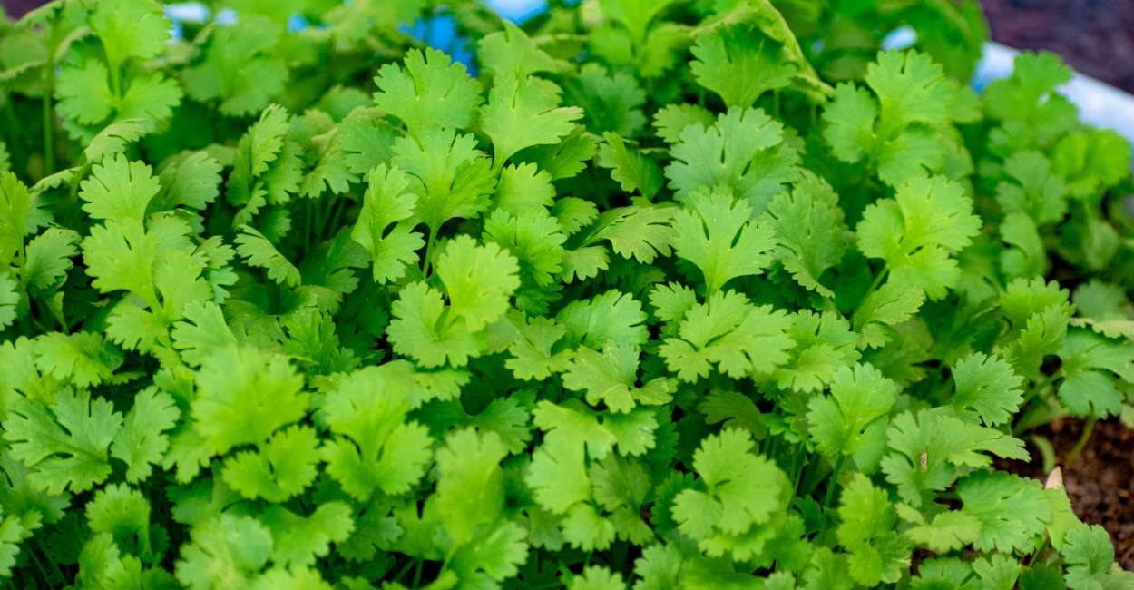 Exploring the Vibrant Flavors of Turkish Coriander Herb