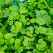 Exploring the Flavorful World of Lebanese Coriander Herb