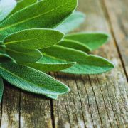 Unlocking the Flavor and Benefits of European Sage: A Culinary and Medicinal Guide