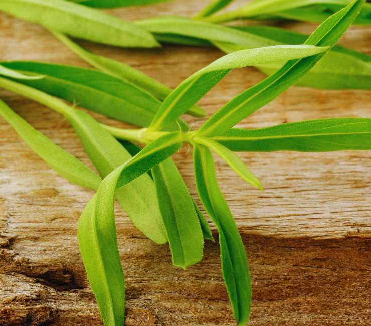 Exploring the Delightful Flavors and Uses of European Tarragon Herb