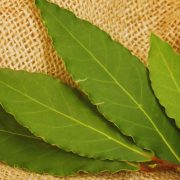 Exploring the Rich Flavor of European Bay Leaves Herb