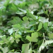 Unlocking the Flavorful World of Lebanese Parsley Herb