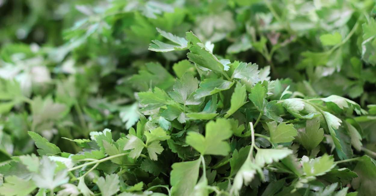 Unlocking the Flavorful World of Lebanese Parsley Herb