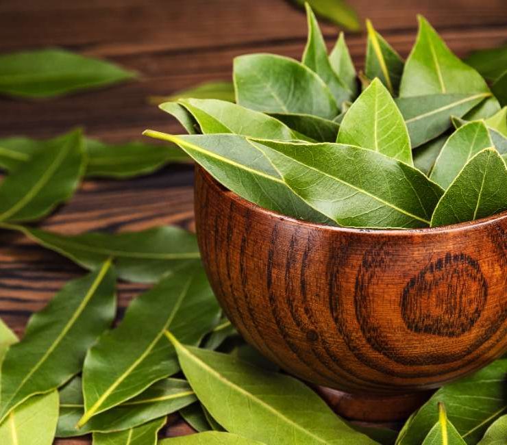 Unveiling the Flavorful Essence of Turkish Bay Leaves Herb