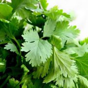 Exploring the Delicate Flavors of European Parsley Herb