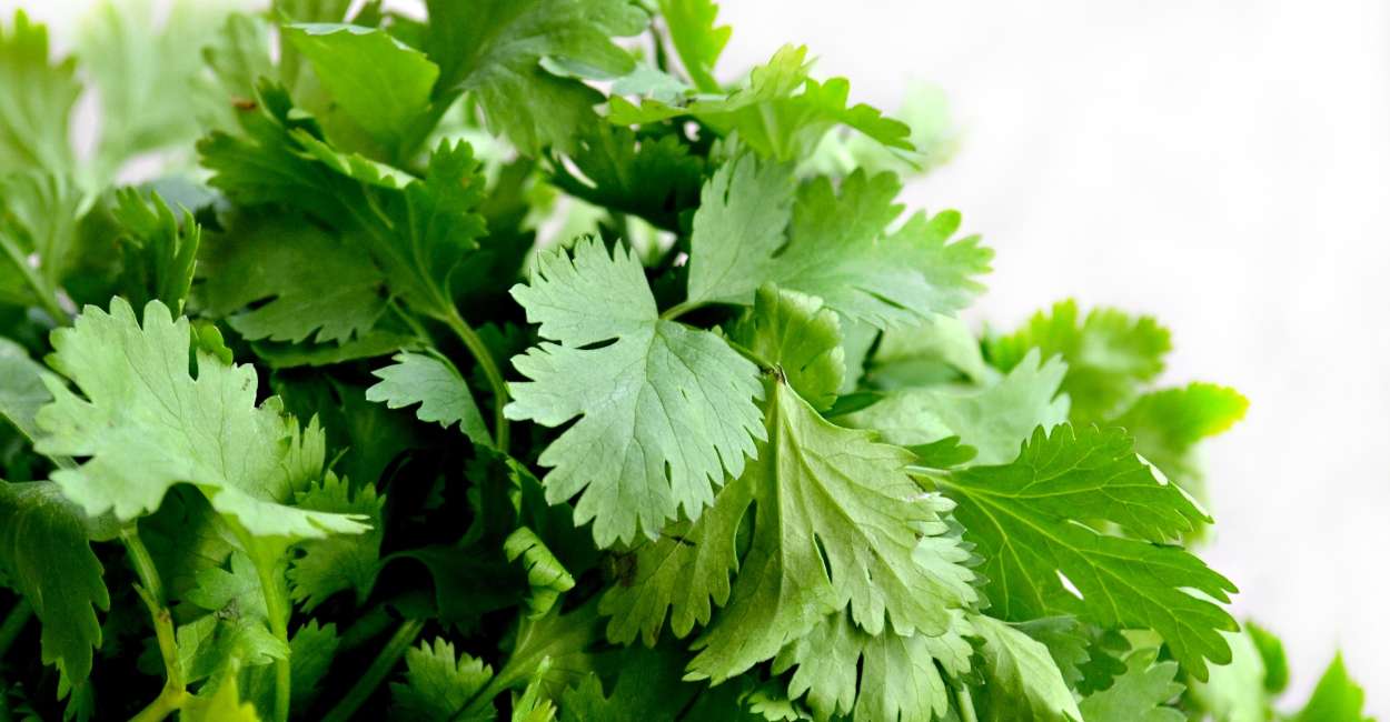 Exploring the Delicate Flavors of European Parsley Herb