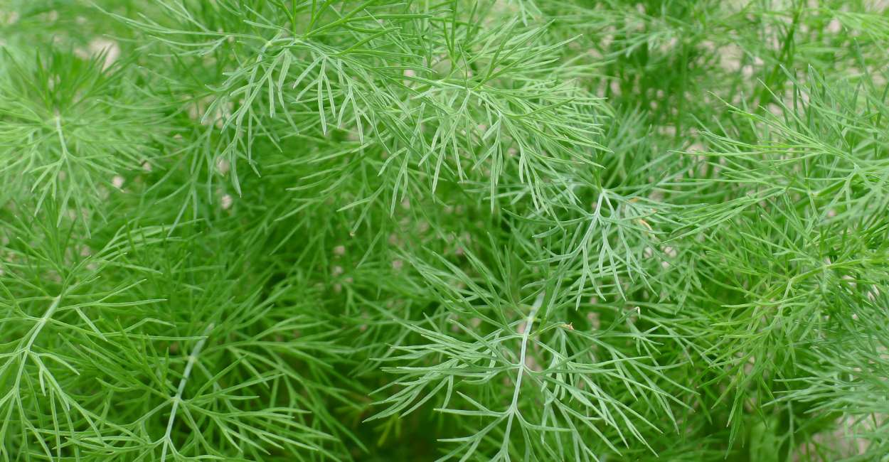 Exploring the Versatility of European Dill: From Flavorful Recipes to Health Benefits