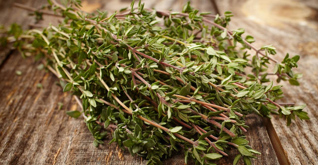 Unveiling the Allure of Turkish Thyme Spice A Culinary Exploration