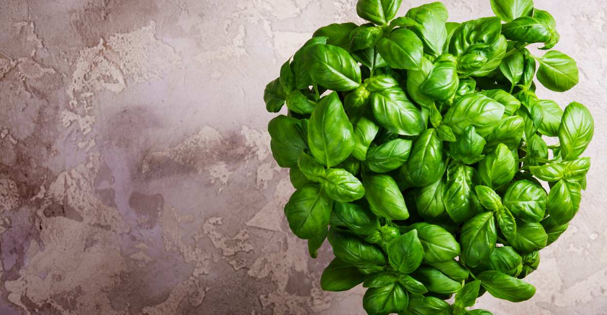 European Basil The Quintessential Herb of Mediterranean Cuisine