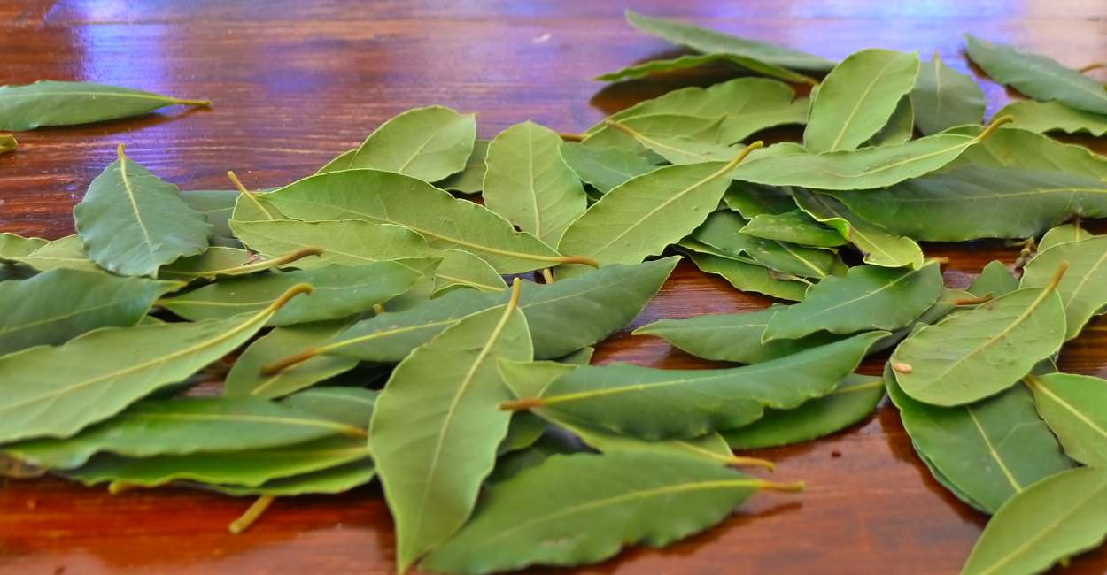 European Bay Leaves A Culinary Essential from the Old World