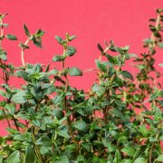 Exploring European Thyme Spice A Culinary Essential
