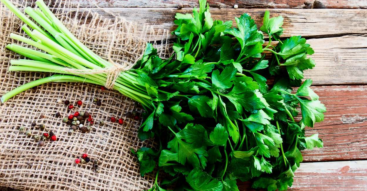 The Vibrant World of European Parsley A Culinary Essential