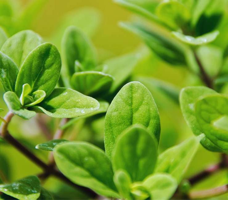 Exploring the Versatile Benefits of German Marjoram Herb: From Kitchen Staple to Medicinal Wonder