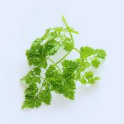 Exploring the Delicate Flavors of German Chervil: A Culinary Guide
