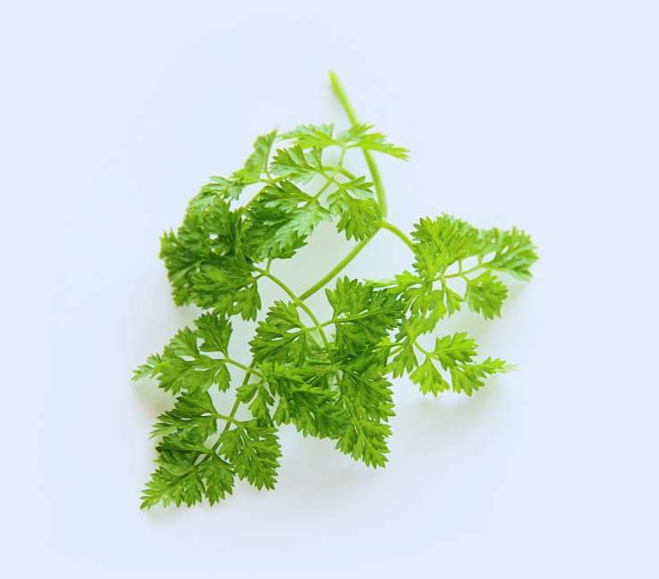 Exploring the Delicate Flavors of German Chervil: A Culinary Guide