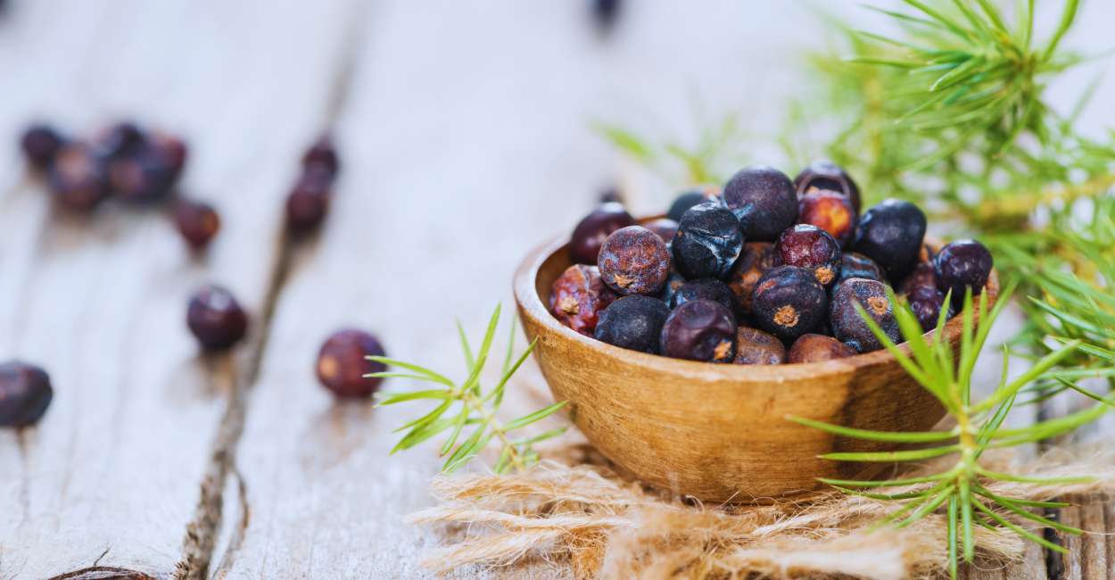 Exploring the Flavors of German Juniper Berries Herb
