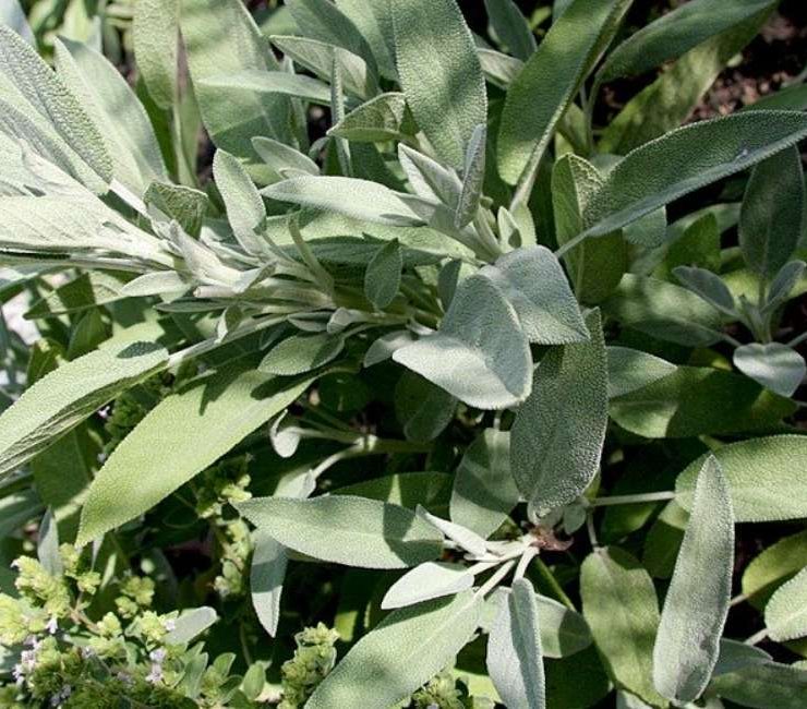 Unlocking the Health and Culinary Secrets of German Sage Herb: A Comprehensive Guide