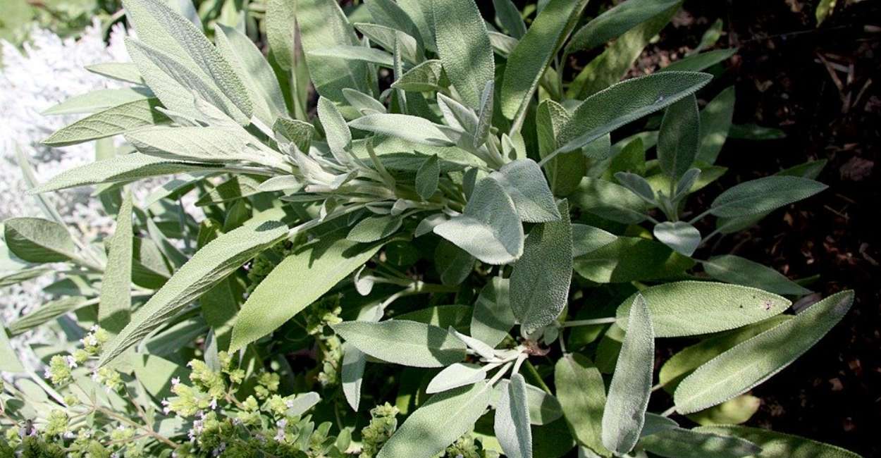 Unlocking the Health and Culinary Secrets of German Sage Herb: A Comprehensive Guide