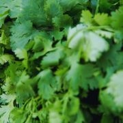 Exploring the Rich Flavor of German Cilantro Herb: A Culinary Journey