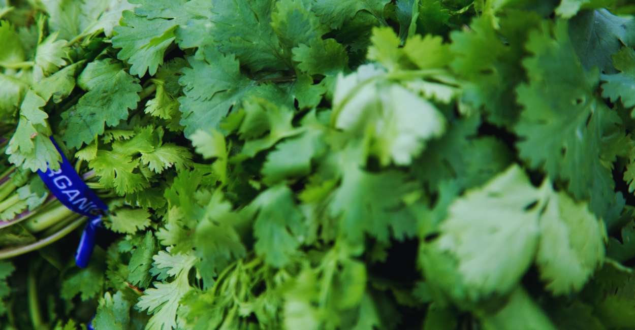 Exploring the Rich Flavor of German Cilantro Herb: A Culinary Journey