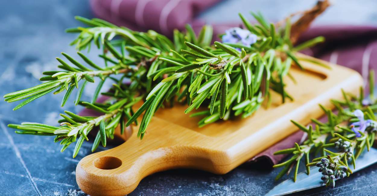 Exploring German Rosemary: A Culinary Delight and Healthful Herb