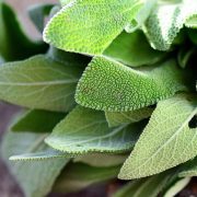 Unveiling the Riches of European Sage A Culinary and Herbal Guide