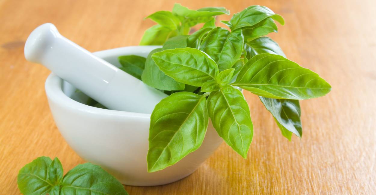 Vietnamese Basil A Flavorful Journey Through the Culinary World