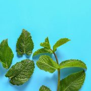 Vietnamese Mint An Essential Guide to a Vibrant Herb