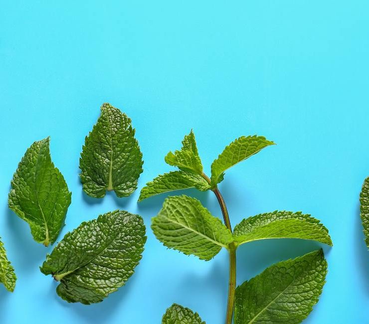 Vietnamese Mint An Essential Guide to a Vibrant Herb